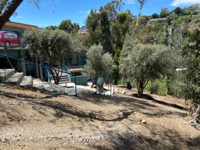 Installing Swan Hill olive trees in San Rafael
