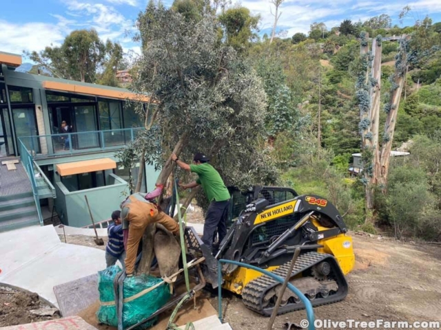 Tractor and 3 landscapers installing Swan Hill olive trees in San Rafael