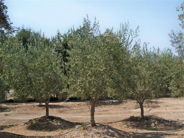 Burlap wrapped Mission Olive Trees with irrigation lines