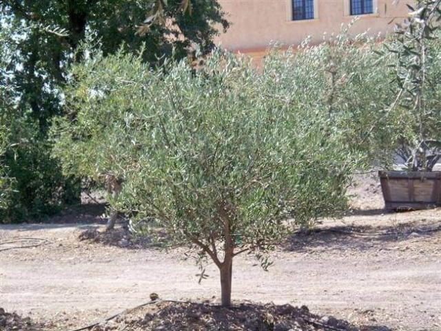 20 yr. old Tuscan olive tree planted in ground