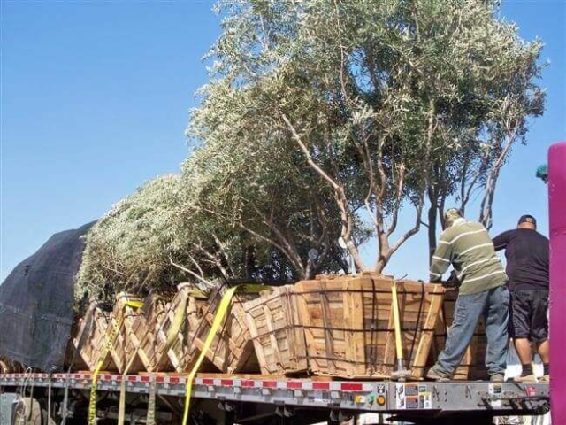 Unloading Trees in San Diego off of flatbed truck