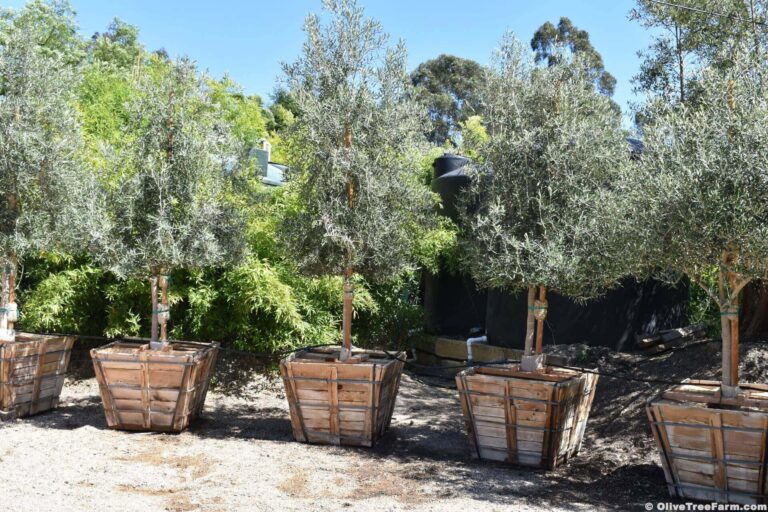 Swan Hill Fruitless Olive Trees in wooden boxes for sale