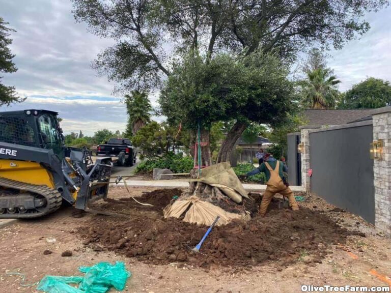 Installing Swan Hill fruitless olive trees with tractor in front yard