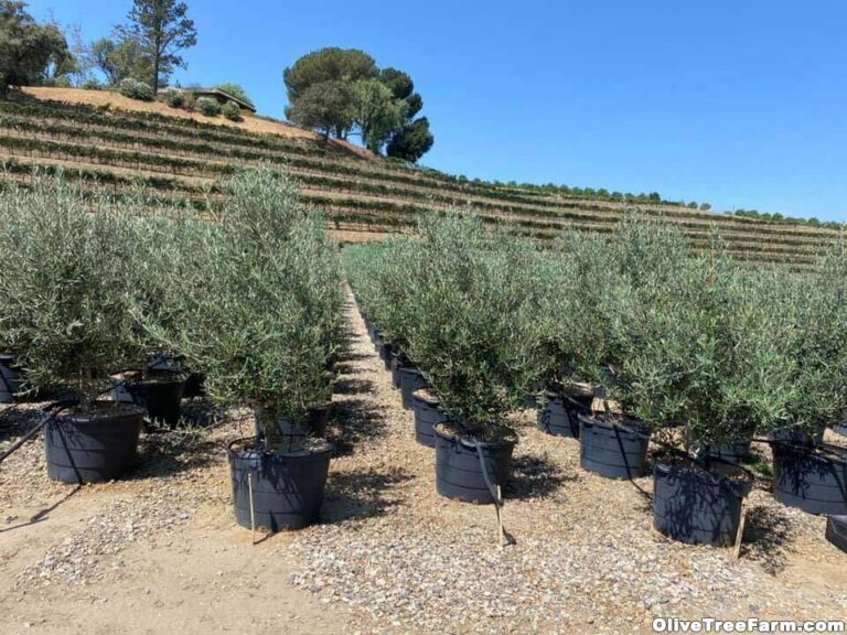 Swan Hill olive trees in pots