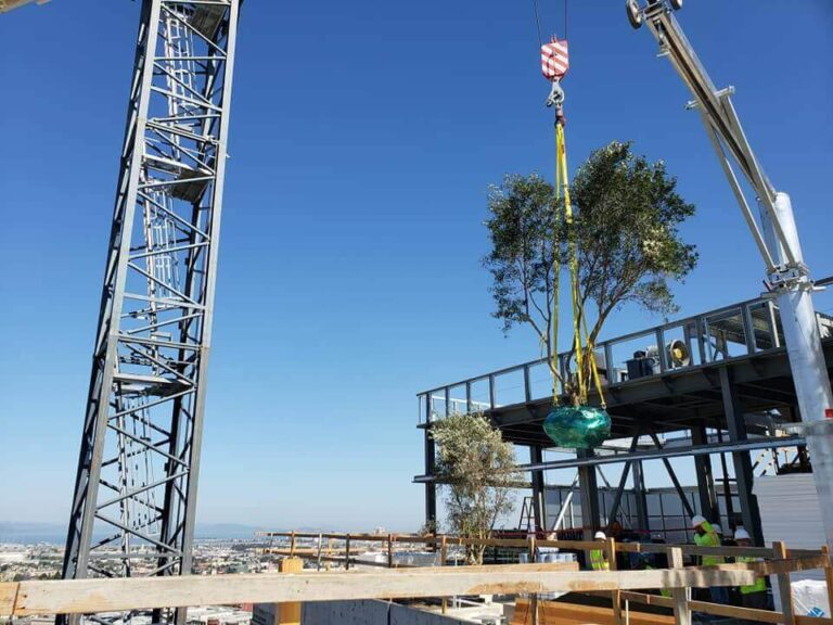 Installing our fruitless olive trees on top of a skyscraper in Oakland, California