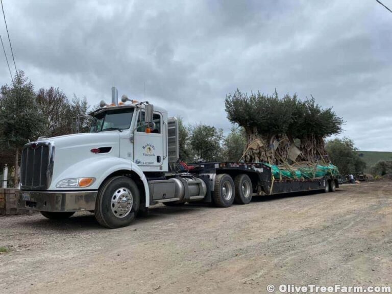 Newly purchased mature olive trees being prepared for planting