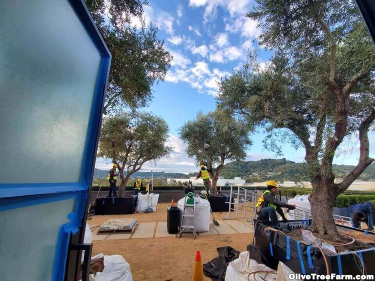 Installing fruitless olive trees in Corte Madera, California