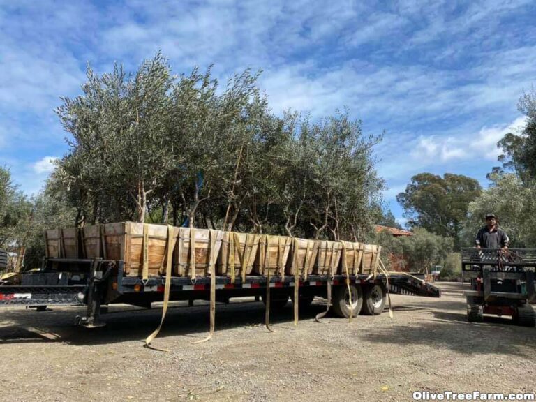 Swan Hill fruitless olive trees on back of truck
