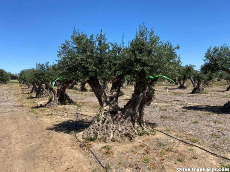 Mature olive trees in the orchard