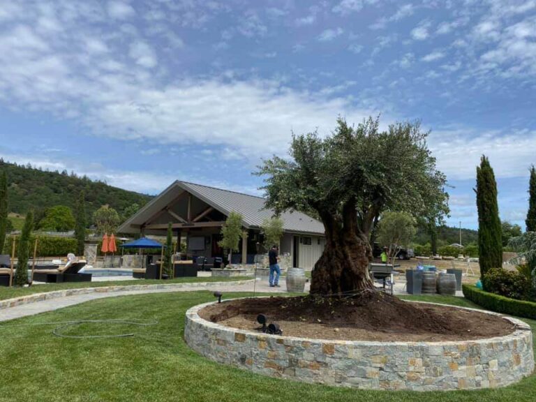 Newly planted mature olive tree