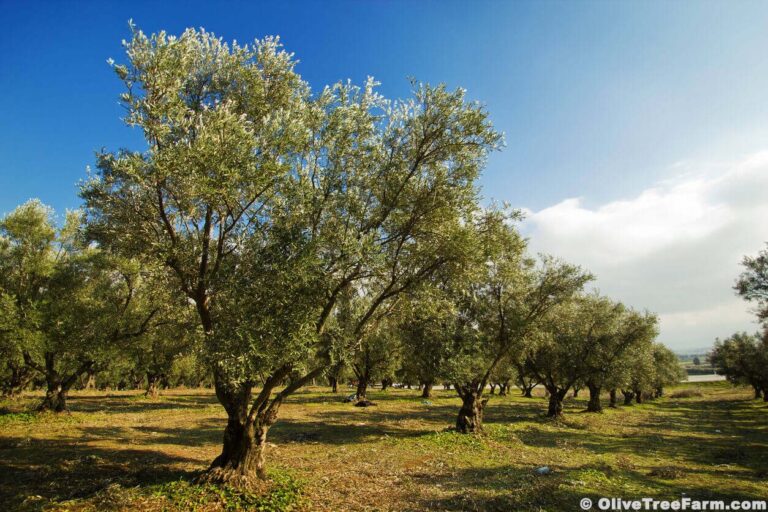 Orchard of mature olive trees.
